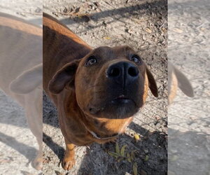Tommy - Male Mutt Dog for Adoption - Photo #2