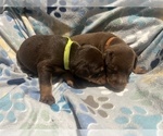 Small #2 Doberman Pinscher