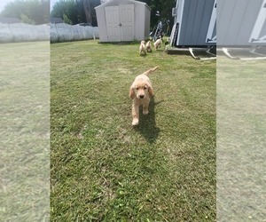 Golden Retriever Puppy for sale in REMINGTON, VA, USA