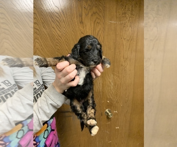 Medium Photo #2 Pyredoodle Puppy For Sale in BRKN ARW, OK, USA