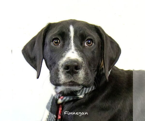 Medium Photo #2 Labrador Retriever-Unknown Mix Puppy For Sale in Hot Springs Village, AR, USA