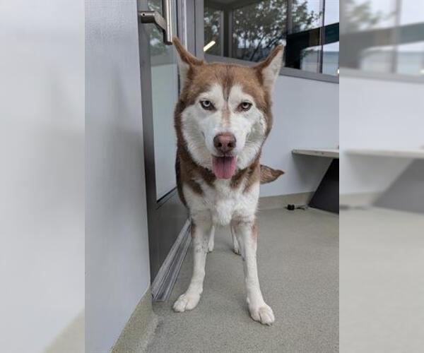 Medium Photo #1 Siberian Husky Puppy For Sale in San Martin, CA, USA
