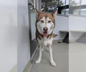 Siberian Husky Dogs for adoption in San Martin, CA, USA