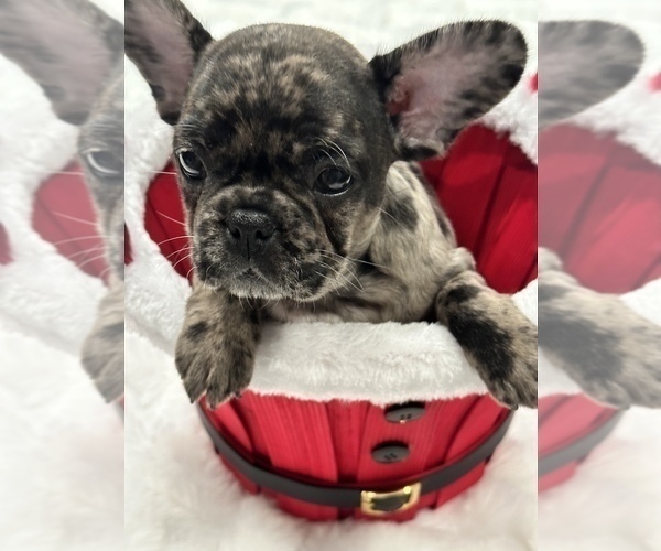 Medium Photo #2 French Bulldog Puppy For Sale in LEANDER, TX, USA