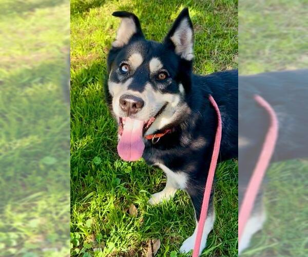 Medium Photo #2 Siberian Husky Puppy For Sale in Sacramento, CA, USA