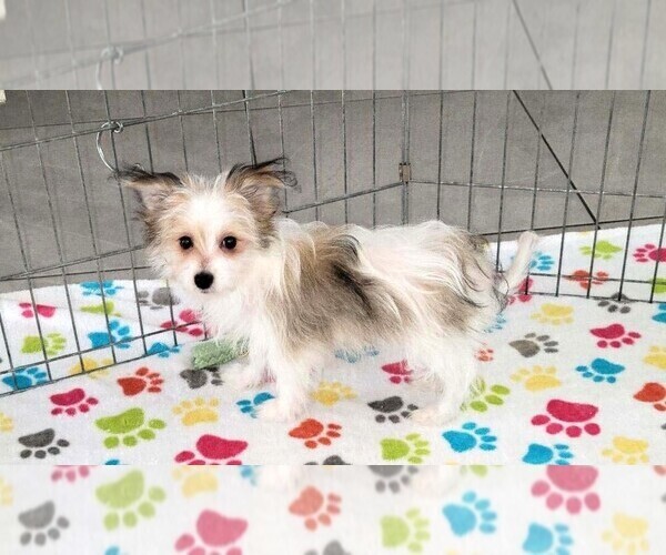 Medium Photo #2 Papitese Puppy For Sale in ORO VALLEY, AZ, USA