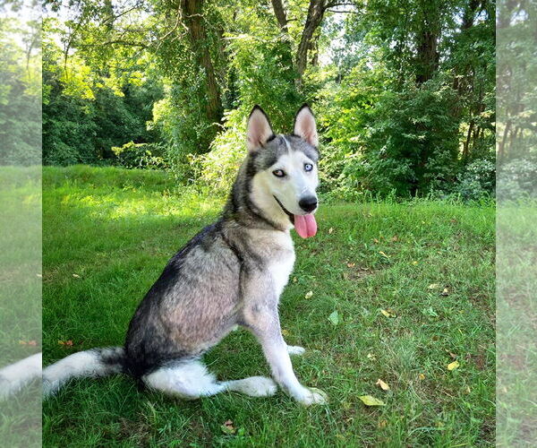 Medium Photo #2 Huskies -Unknown Mix Puppy For Sale in Unionville, PA, USA