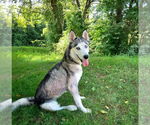Small #1 Huskies  Mix