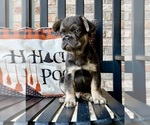 Small #2 French Bulldog