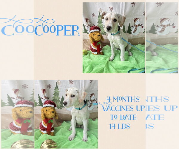 Medium Photo #9 Labrador Retriever-Unknown Mix Puppy For Sale in Virginia Beach, VA, USA