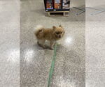 Small #2 Pomeranian