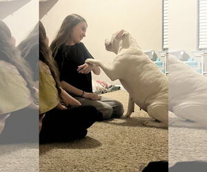 Sadie Mae - Female American Staffordshire Terrier-Bullmastiff Mix Dog for Adoption - Photo #9