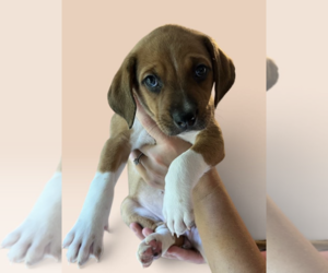 Mutt Dogs for adoption in Rockville, MD, USA