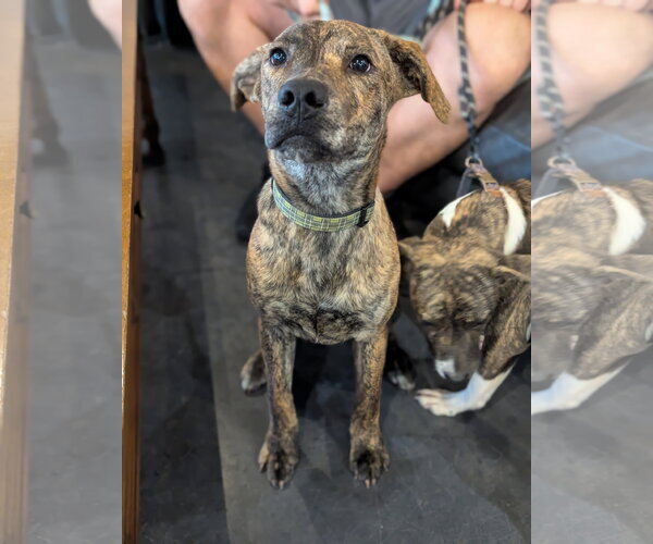 Medium Photo #1 American Staffordshire Terrier-German Shepherd Dog Mix Puppy For Sale in Holly Springs, NC, USA