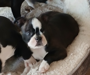 Boston Terrier Puppy for sale in BELTON, MO, USA