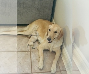 Mother of the Golden Retriever puppies born on 09/02/2021