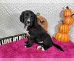 Small #13 Golden Mountain Dog