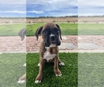 Puppy Puppy 2 Boxer