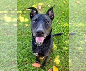 Labrador Retriever-Unknown Mix Dogs for adoption in San Diego, CA, USA
