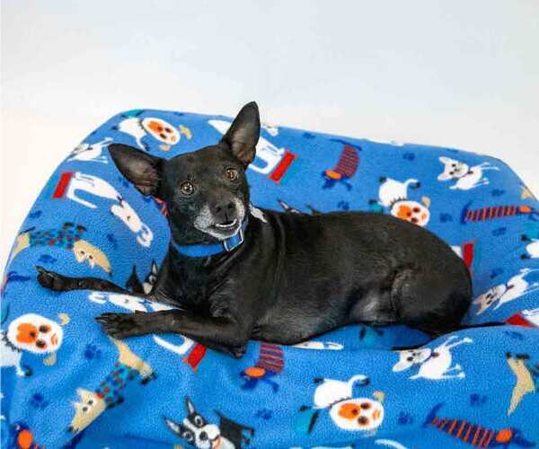 Medium Photo #3 Jack Chi Puppy For Sale in Kennesaw, GA, USA
