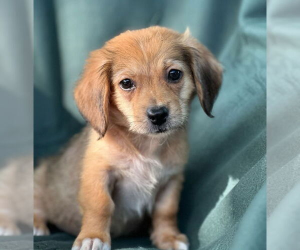 Medium Photo #2 Dachshund-Unknown Mix Puppy For Sale in Weston, FL, USA