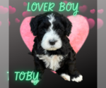 Puppy Toby Portuguese Water Dog