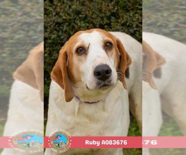 Medium Photo #2 Beagle Puppy For Sale in Mobile, AL, USA