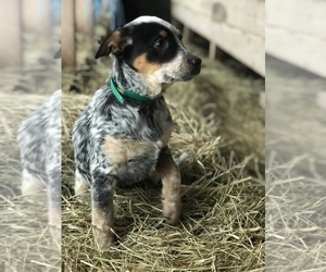 Australian Cattle Dog Dogs for adoption in BOWLING GREEN, KY, USA
