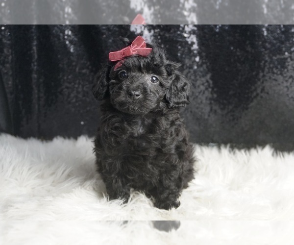 Medium Photo #3 Poodle (Toy) Puppy For Sale in WARSAW, IN, USA