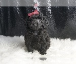 Small Photo #3 Poodle (Toy) Puppy For Sale in WARSAW, IN, USA