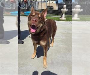 Siberian Husky-Unknown Mix Dogs for adoption in Downey, CA, USA