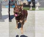 NUKA - Male Siberian Husky-Unknown Mix Dog for Adoption - Small photo