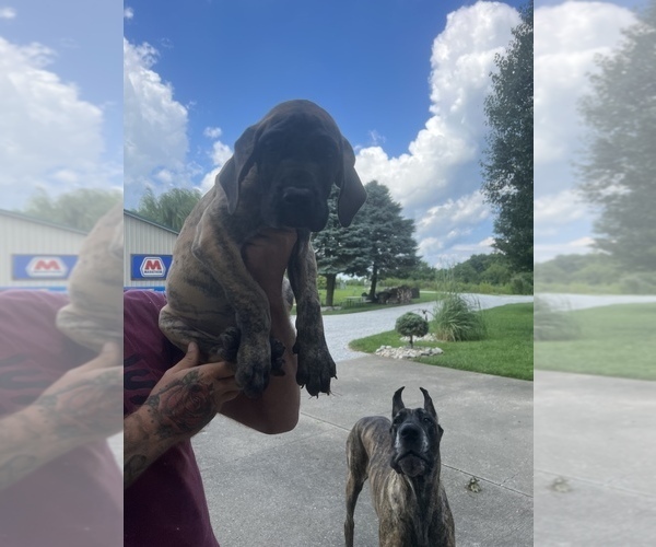 Medium Photo #1 Great Dane Puppy For Sale in DRY RIDGE, KY, USA