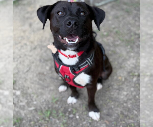 Medium Photo #10 Mutt Puppy For Sale in Canton, CT, USA
