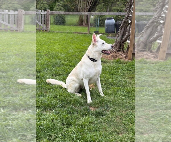 Medium Photo #2 German Shepherd Dog Puppy For Sale in La Grange , NC, USA