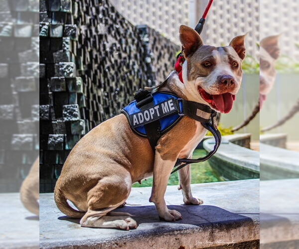 Medium Photo #2 American Pit Bull Terrier Puppy For Sale in San Diego, CA, USA