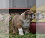 Small Photo #4 Bulldog Puppy For Sale in ASH FLAT, AR, USA