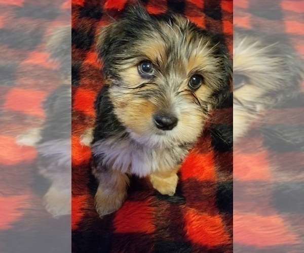 Medium Photo #19 Yorkshire Terrier Puppy For Sale in HUDDLESTON, VA, USA