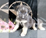Puppy China Australian Shepherd-German Shepherd Dog Mix