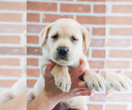 Small Photo #5 Labrador Retriever Puppy For Sale in SYRACUSE, IN, USA