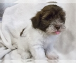 Small Photo #9 Havanese Puppy For Sale in WEST CONCORD, MN, USA