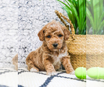 Small Photo #2 Poodle (Toy) Puppy For Sale in SYRACUSE, IN, USA