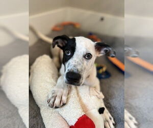 Boxer-Pointer Mix Dogs for adoption in Raleigh, NC, USA