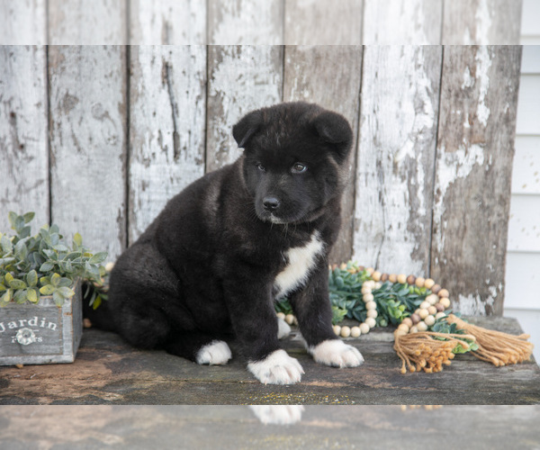Medium Photo #13 Akita Puppy For Sale in MILLERSBURG, OH, USA