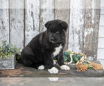Small Photo #13 Akita Puppy For Sale in MILLERSBURG, OH, USA