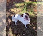 Small Photo #3 Mutt Puppy For Sale in Clarkesville, GA, USA