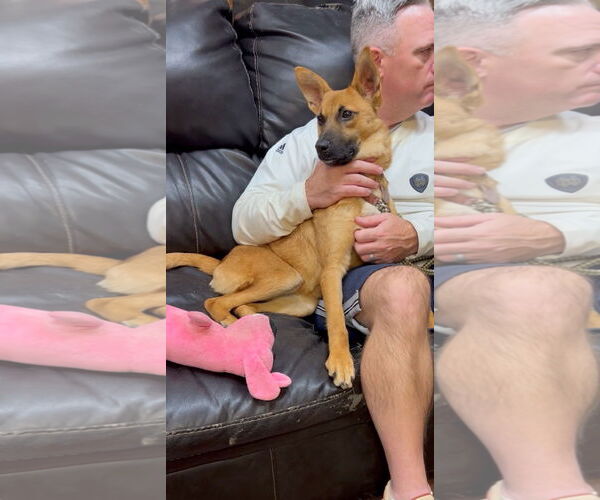 Medium Photo #8 Mutt Puppy For Sale in Mt. Laurel, NJ, USA