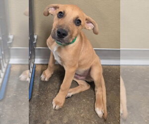 Labrador Retriever-Unknown Mix Dogs for adoption in Lakewood, CO, USA
