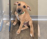 Cheeto - Male Labrador Retriever-Unknown Mix Dog for Adoption - Small photo