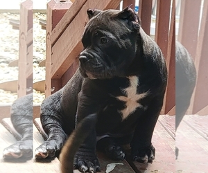American Bully Puppy for sale in CHESTERFLD, VA, USA